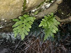 Polypodium vulgare. Diminutive fertile fronds.
 Image: L.R. Perrie © Leon Perrie CC BY-NC 3.0 NZ